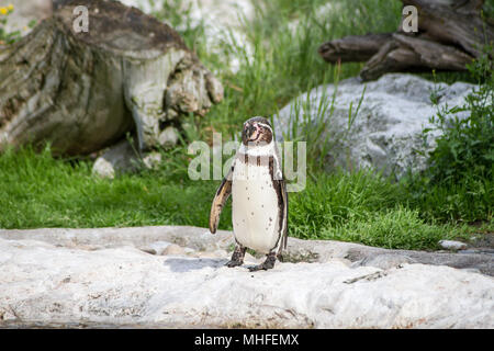 Blackfooted penguin (Spheniscus demersus) in un zoo Foto Stock