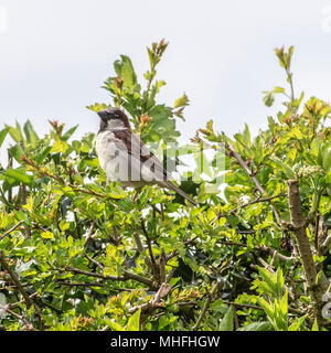 Un maschio adulto casa passero si appollaia in una siepe di biancospino in un giardino in Alsager Cheshire England Regno Unito Regno Unito Foto Stock