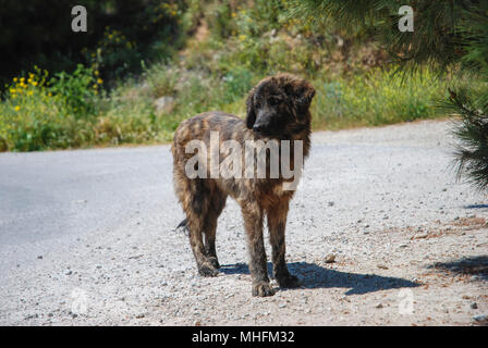 Cane selvatico vagare solo sulla strada. Foto Stock