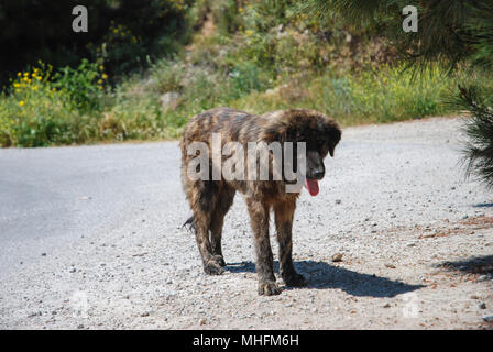 Cane selvatico vagare solo sulla strada. Foto Stock