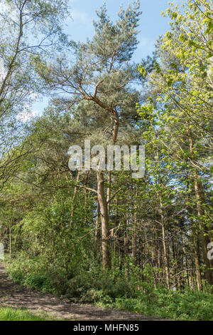 Alberi in boschi in Shropshire Foto Stock