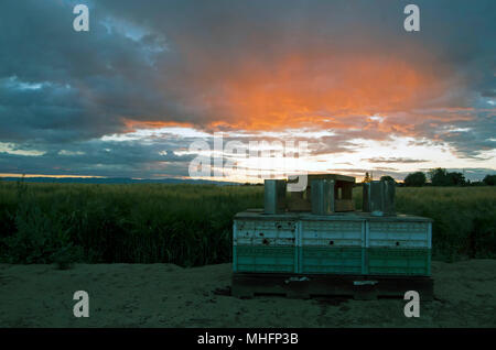 Due colonie sedersi al di fuori di un bosco, CA, campo durante il tramonto. Foto Stock