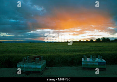 Due colonie sedersi al di fuori di un bosco, CA, campo durante il tramonto. Foto Stock