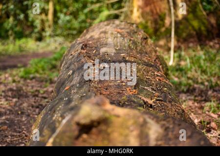 Albero caduto nel bosco durante la primavera Foto Stock