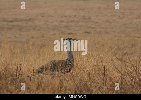 Kori Bustard a piedi attraverso le erbe secche nel cratere Ngorogoro Parco Nazionale Foto Stock