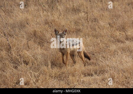 Nero-backed Jackal nel cratere Ngorogoro Foto Stock