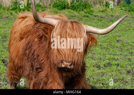Mucca dell'altopiano Foto Stock