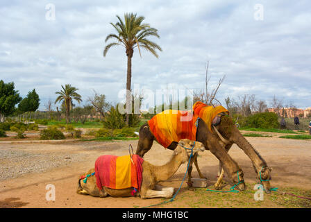 Cammelli, di fronte giardini Menara, Hivernage, Marrakech, Marocco, Africa settentrionale Foto Stock