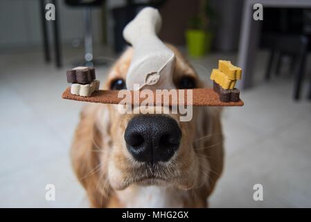 Cocker Spaniel non trucco con la caramella / alimentare Foto Stock