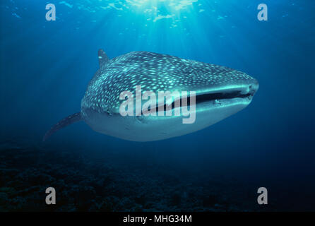 Squalo balena (Rhincodon typus) alimentazione di plancton, Cocos Island, Costa Rica - Oceano Pacifico. Foto Stock