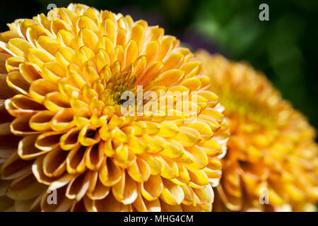 Close-up di un arancione (Aster chinensis Callistephus) fiore Foto Stock