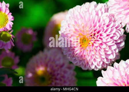 Close-up di un rosa (Aster chinensis Callistephus) fiore Foto Stock