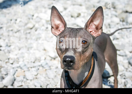 American Glabre Terrier ritratto Foto Stock