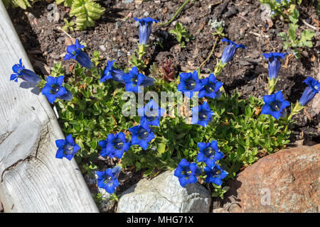 Stemless genziana, Alpgentiana (Gentiana acaulis) Foto Stock