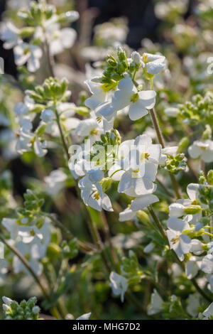 Giardino arabis, Fagertrav (Arabis caucasica) Foto Stock