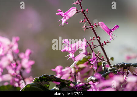 Silverleaf spurflower, Novemberljus (Plectranthus oertendahlii) Foto Stock