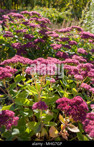 Livelong, Kärleksört (Sedum telephium) Foto Stock