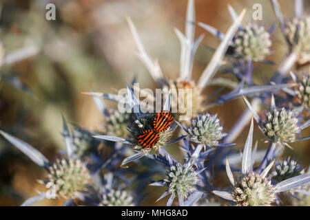 Paio di graphosomas ( italiano striped bug ) è appoggiata su di un fiore eryngiun (mare holly ).nero a strisce longitudinali si stagliano contro un fiore blu Foto Stock