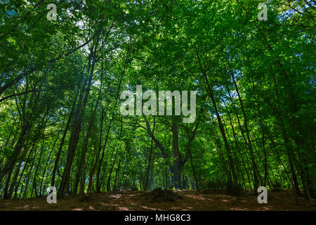 Magic  view of the beech forest near Caprarola-Italy-.Soft sun beams cross the foliage,vibrant green-yellow colors ,wide angle lens effect Foto Stock