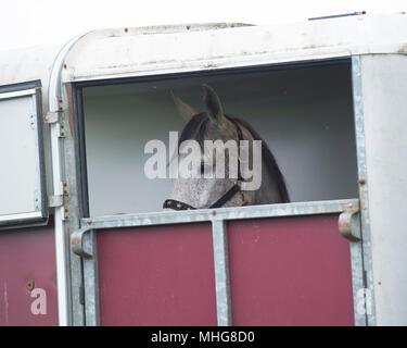 Cavallo in un van per cavalli Foto Stock