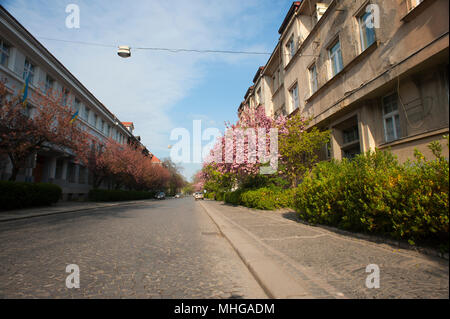 Uzhgorod, Ucraina - 18 Aprile 2015: strada di fioritura in primavera con il colore blu cielo chiaro. Accurate stretta strada di città con una bella architeckture ed edifici. Molti cespugli verdi e alberi in fiore. N. persone. Foto Stock