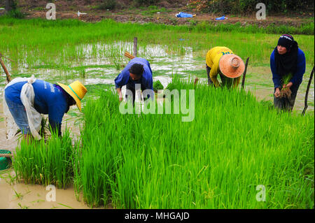 Sukhothai, Tailandia - 5 Giugno 2011: gli agricoltori riso crescente su terreno coltivato in Sukhothai, Thailandia Foto Stock