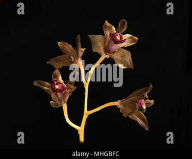 Cymbidium fiori di orchidea allo sbiadimento Foto Stock