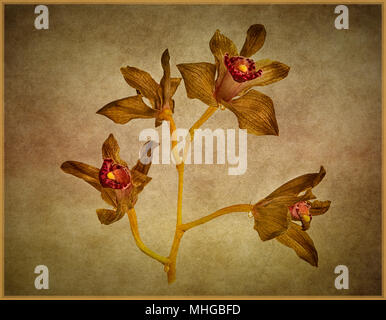 Cymbidium fiori di orchidea allo sbiadimento Foto Stock