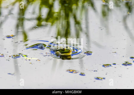 Rana commestibile (Pelophylax kl. Esculentus), Lange Erlen, Riehen, Canton Basilea-Città, Svizzera. Foto Stock