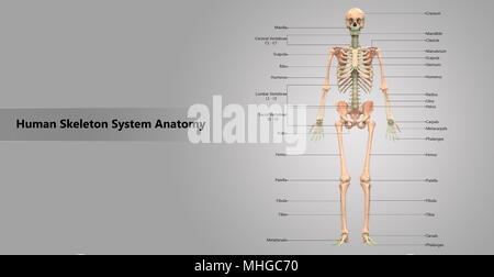 Scheletro umano sistema con etichetta anatomia Design vista anteriore Foto Stock