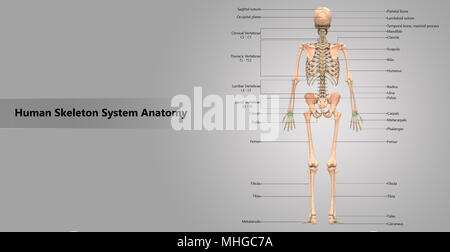 Scheletro umano sistema con etichetta anatomia Design vista posteriore Foto Stock
