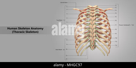 Scheletro umano sistema scheletro toracico con etichetta anatomia Design vista posteriore Foto Stock