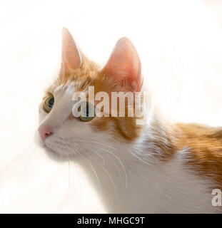 Gatto rosso isolato su sfondo bianco Foto Stock