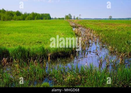 Vista panoramica delle zone umide coperto con inizio primavera erba verde e boschi nel fiume Biebrza Wildlife Refuge in Polonia nord-orientale. Foto Stock