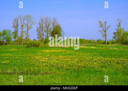 Vista panoramica delle zone umide coperto con inizio primavera erba verde e boschi nel fiume Biebrza Wildlife Refuge in Polonia nord-orientale. Foto Stock