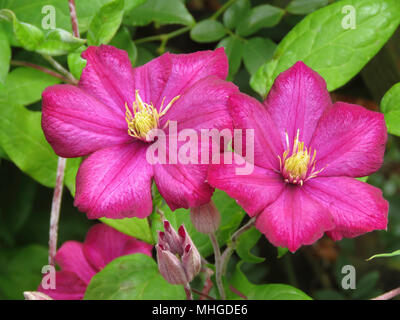 Clematis ville de lyon che crescono in un giardino in Wales UK Foto Stock