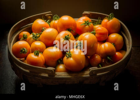 Un trug o cesto pieno di freschi pomodori raccolti dal mio giardino. Foto Stock