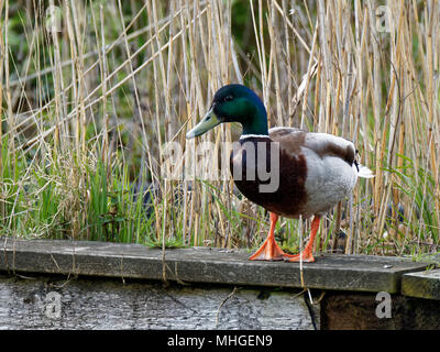 Comune di Mallard duck, zone umide, Newport Gwent Foto Stock