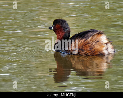 Tuffetto RSPB zone umide, Newport. Regno Unito Foto Stock