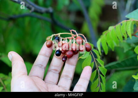 Close up di Curry impianto - Murraya Koenigii semi maturazione Foto Stock