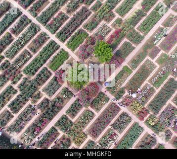 Nanyang. Il 1 maggio, 2018. Foto aerea adottate il 1 Maggio 2018 mostra le persone che visitano il Nanyang Giardino di Rose in Nanyang, centrale cinese della Provincia di Henan. Credito: Feng Dapeng/Xinhua/Alamy Live News Foto Stock