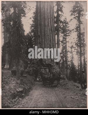 "Wawona' Grande Albero, Mariposa Grove, California Foto Stock