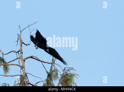 Rooks volare a casa a roost Foto Stock