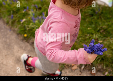 Una bambina tiene un bouquet di giacinti viola i fiori in primavera. Foto Stock