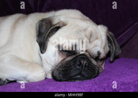 Da un anno un maschio cane Pug addormentato Foto Stock