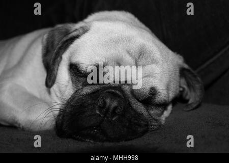 Foto in bianco e nero di un anno e il vecchio Pug maschio cane addormentato. Foto Stock