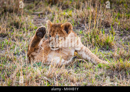 Little Lion cub in Kenya Foto Stock