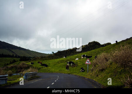 Strada di campagna con le mucche al pascolo su prato su strada Foto Stock