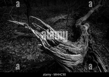 Vista artistica di Albero caduto durante la notte Foto Stock