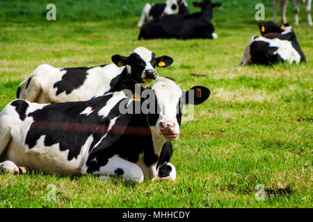 Le mucche in appoggio sul campo verde Foto Stock